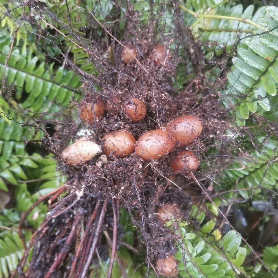 【野生石黄皮】新鲜肾蕨果 化狗儿 石枇杷 可现挖精选 超值3斤
