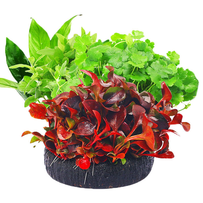 ���ˮ�ݣ�FKSC�����ˮ�ݾ���ˮ���ײ���������ˮ�ݸ�Ƽֲ�����ˮ�ఫ���� ����β[��] 10.9Ԫ