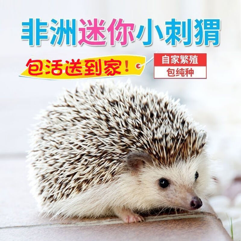 刺猬幼崽可爱黏人好养活家养健康宿舍懒人宠物超萌 原色宝宝 公母一对