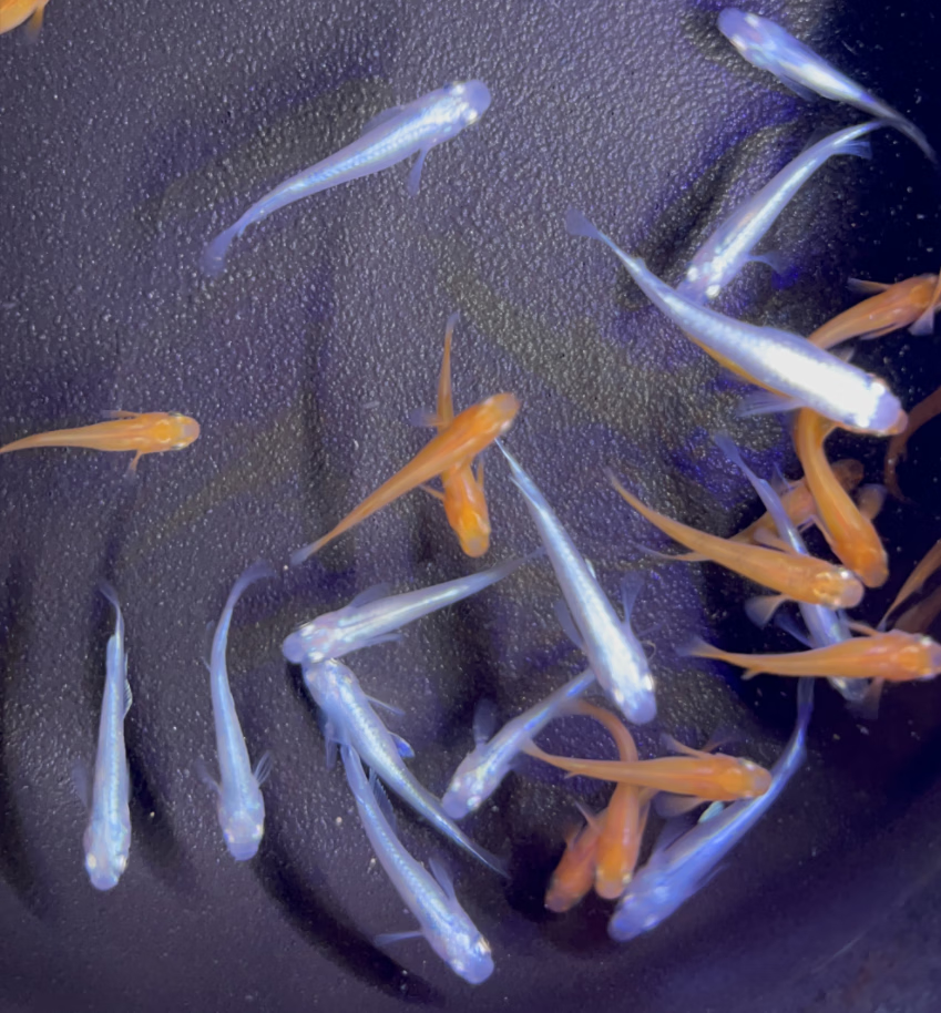 观背青鳉观赏鱼魔法鱼冷水鱼小型锦鲤金鱼淡水鱼不打氧好养活体鱼 红