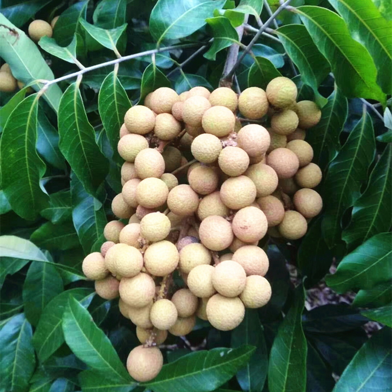 四季龙眼苗树当年结果嫁接四季龙眼石硖桂圆果苗树苗南方种龙眼树 石