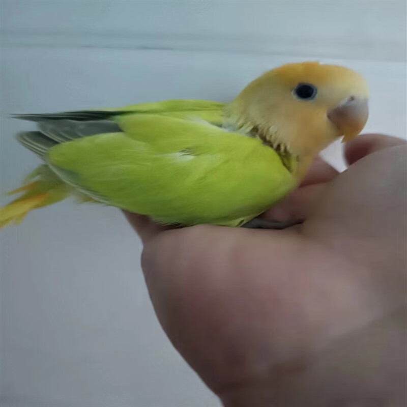 半毛手养人牡丹鹦鹉 金头澳桂闪 送奶粉送勺子