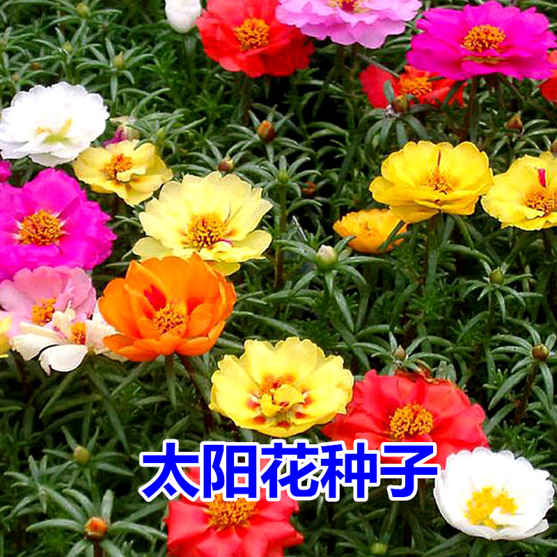 碧鼎太阳花花种子花籽四季播种开花室内盆栽易活花卉种孑花种籽子
