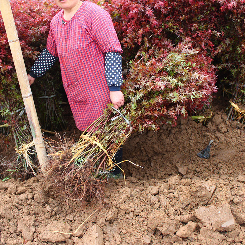 素蜜日本红枫树苗 花卉苗木 庭院树 小苗 树苗北方耐寒 南方耐热 景