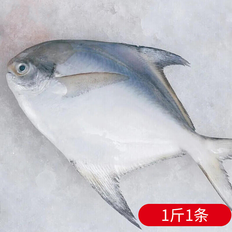 源外园 新鲜东海冷冻特大白鲳鱼1-3斤 银鲳鱼 鲳鳊鱼 平鱼新鲜海鲜 1