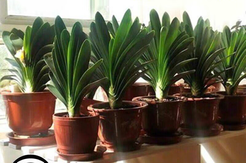 四季精品君子兰盆栽名贵带花苞小苗室内花卉植物好养圆头和尚不含花
