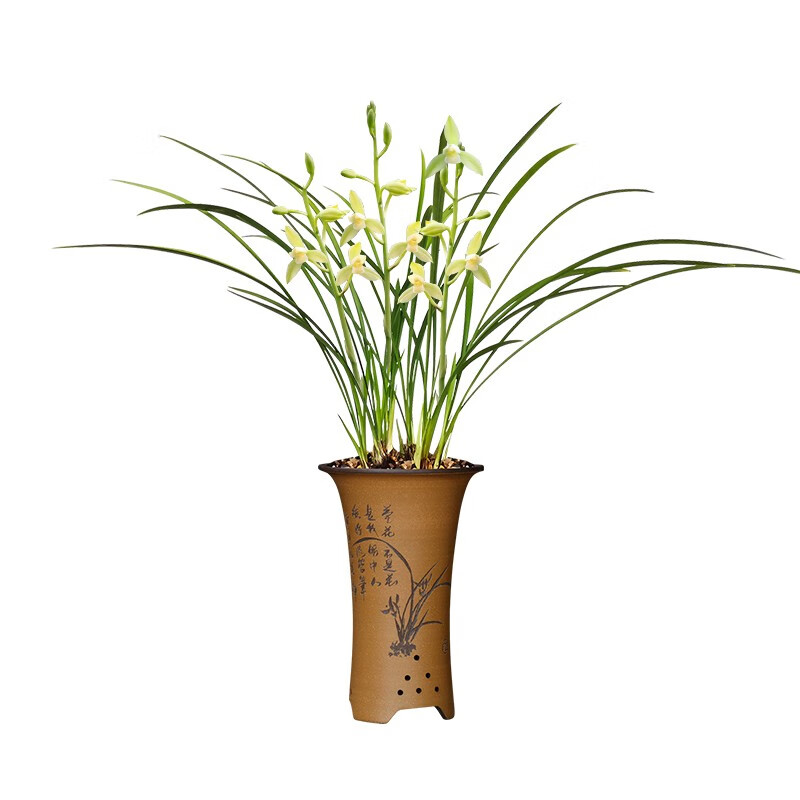 劉閣蘭花建兰四季兰花苗十里桃花 现带浓香花苞出售 有香味的花卉绿植盆栽 香香玉魄3苗连体裸根