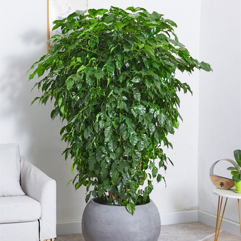 瑰玮送货上门辫子发财树大型绿植室内花卉家居盆栽办公室客厅开业乔迁