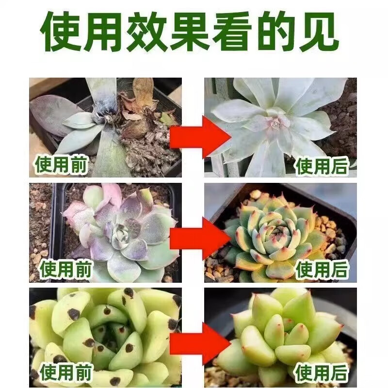 多肉白斑病杀虫菌专用蚧介壳粉必烂根黑腐多菌灵植物月季 5瓶装