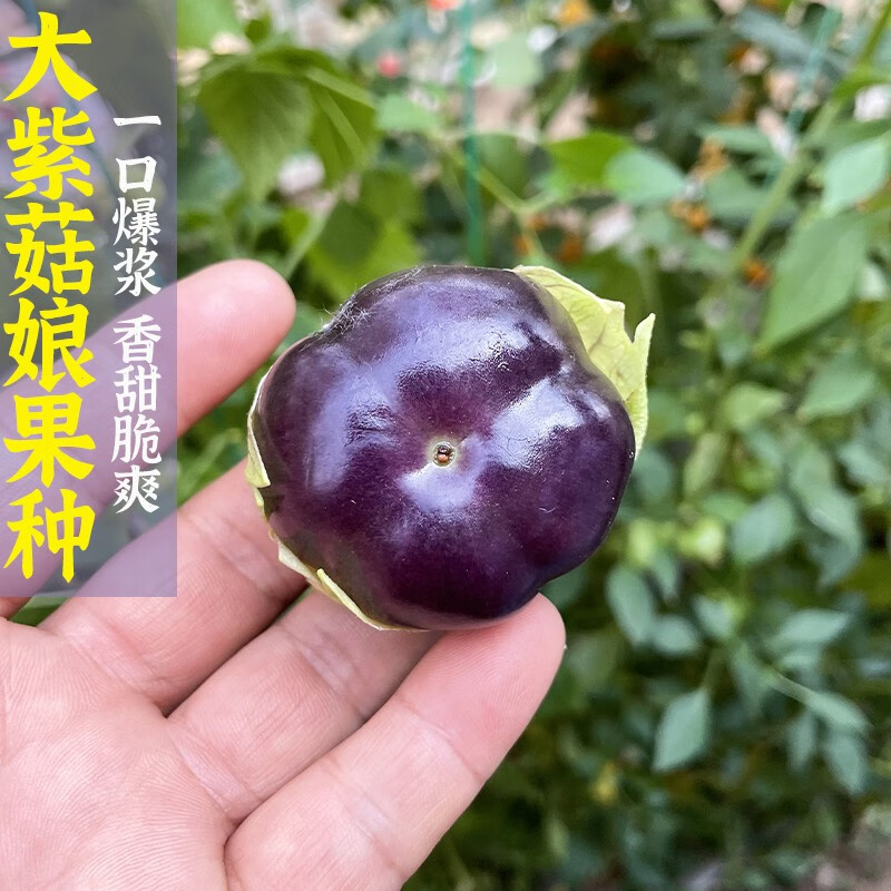 果种籽东北灯笼果盆栽四季蔬菜种籽孑食用酸浆果 紫姑娘果种子20粒