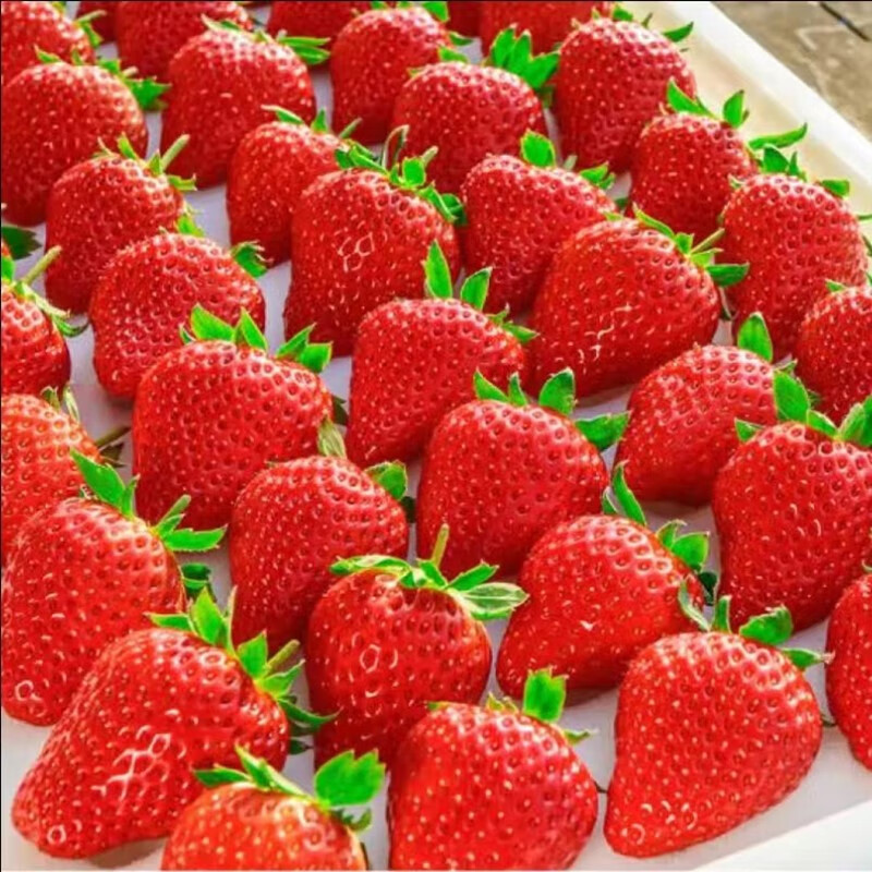 悦江湖丹东99牛奶草莓新鲜水果时令当季水果红颜奶油甜草莓礼盒装 2斤 巨划算【1000g】 严选特大果