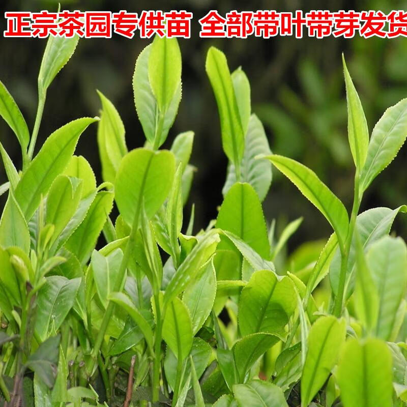 毛尖茶苗 黄金叶2年苗 不含盆