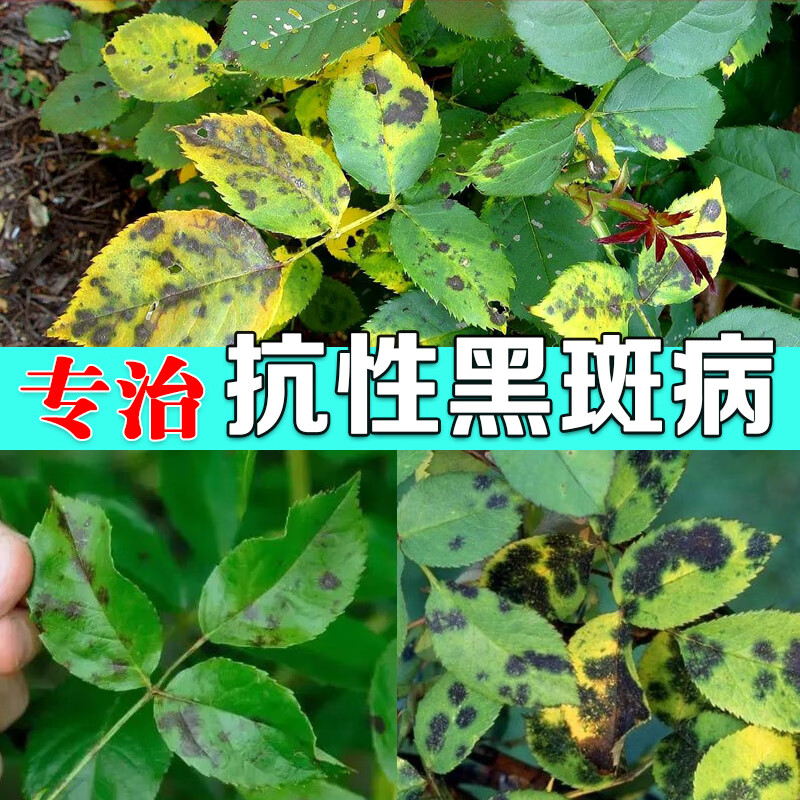 帆邦月季花黑斑病专用药多肉蔷薇玫瑰兰花常用药多菌菌灵白粉病剂 30g
