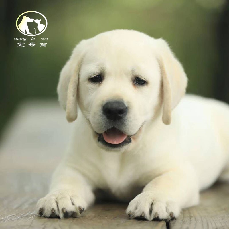 kitykiss拉布拉多犬幼犬活体宠物狗狗纯种拉布拉多幼崽拉布拉多宠物