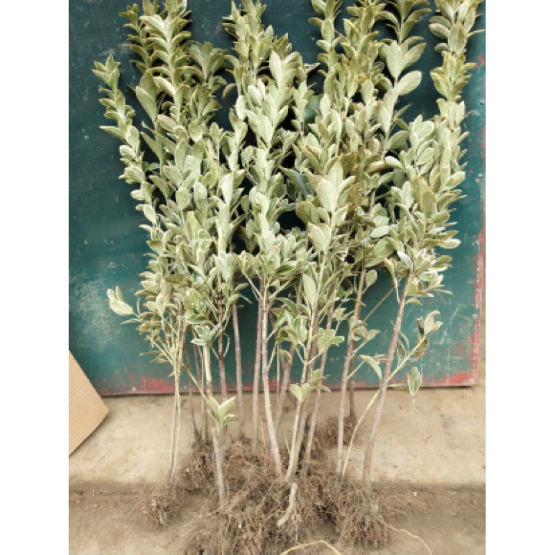 余香菀四季常青庭院树苗篱笆墙植物金边黄杨苗金边冬青苗冬青苗绿化苗冬青苗50 60厘米高100棵30cm 含 40cm 不含 虎窝购 余香菀四季常青庭院树苗篱笆墙植物金边黄杨苗金边冬青苗冬青苗绿化苗冬青苗50 60厘米高100棵30cm 含 40cm 不含 虎窝购