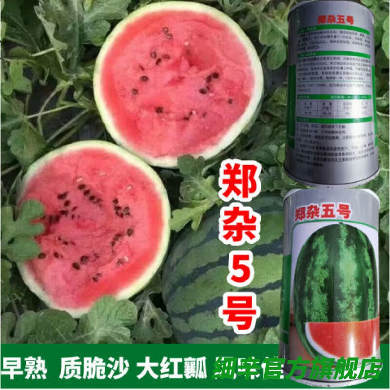 细辛郑杂5号西瓜种子早熟高甜薄皮红瓤大西瓜水果种籽抗裂抗重茬