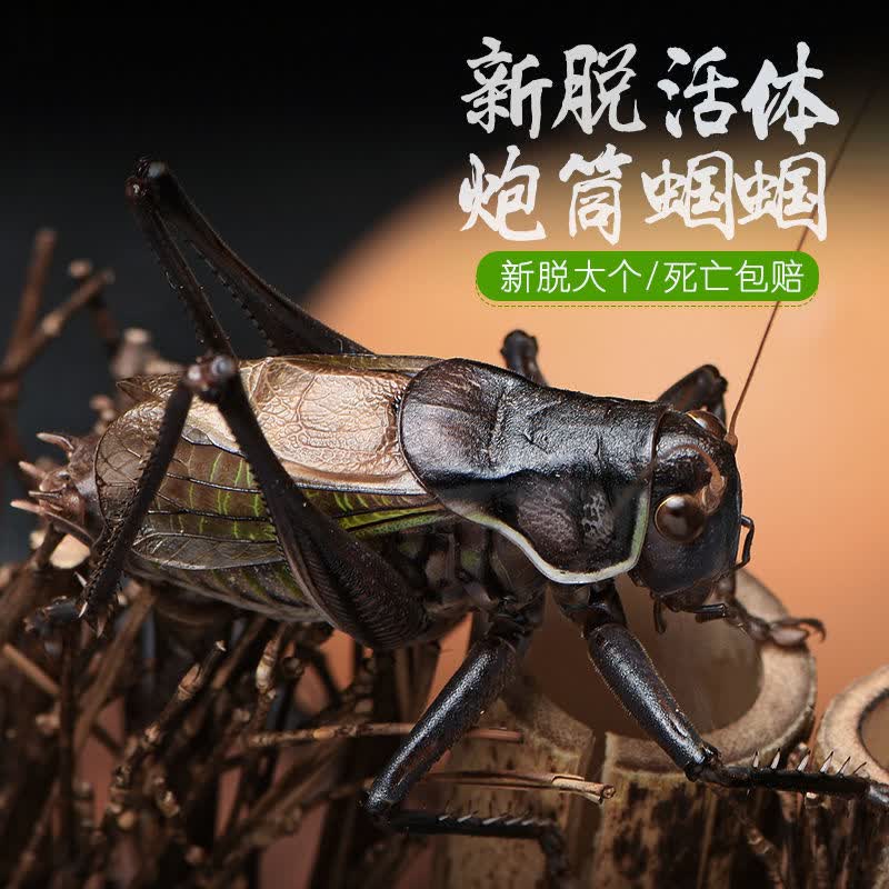 【京选推荐】蝈蝈活 铁蝈蝈鸣虫蝈蝈活大幼虫憨叫大肚子叫铁皮绿蝈蝈