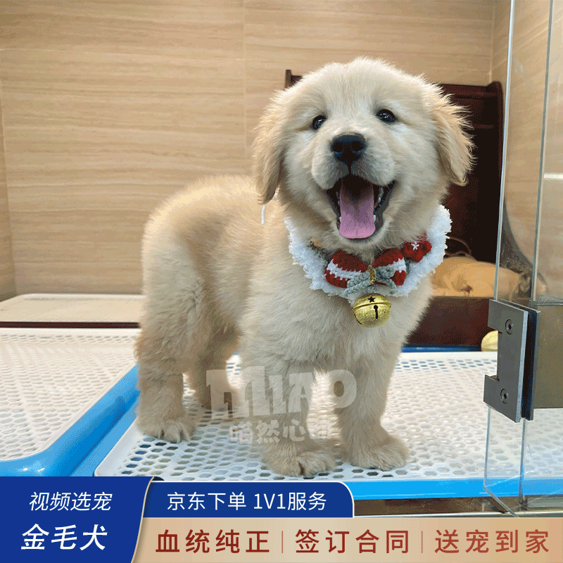 喵然心动纯种金毛幼犬英系血统奶油色宠物狗活体幼崽温顺 宠物级