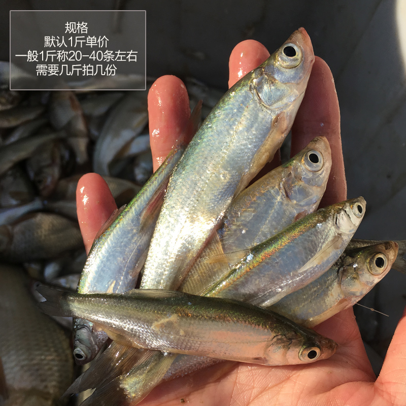 姚鲜品旗舰店 淡水鱼现杀生态刁子鱼500g小白条新鲜小鱼小餐条参子小