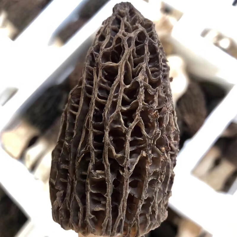 禾澹2023年新鲜羊肚菌头茬500云南羊肚菇菌鲜货羊肚蘑顺丰 羊肚菌鲜货