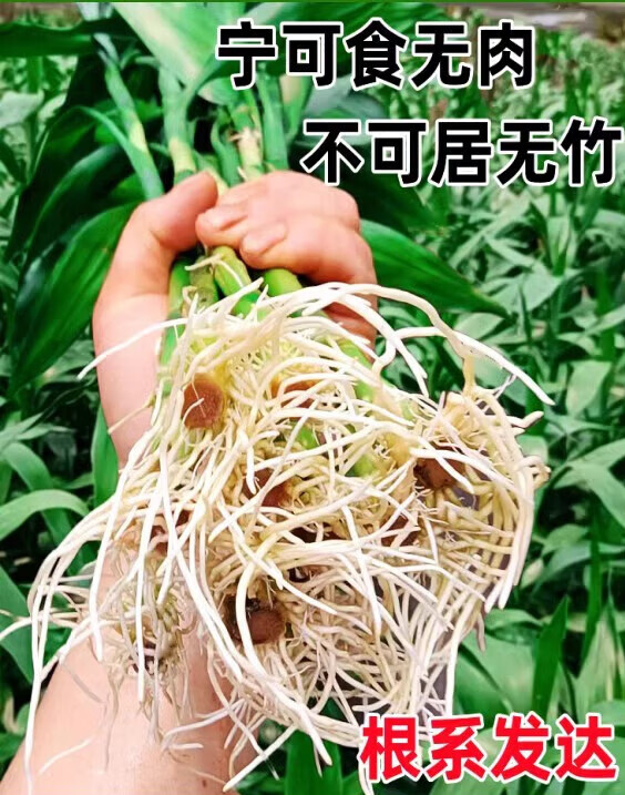 ���δ�Ҷ��ˮ����ֲ�ﻨ����ֲ���ں������Ӹ�����ˮ�������ʻ������� ������֦60-70cm10֦+��Ӫ��Һ