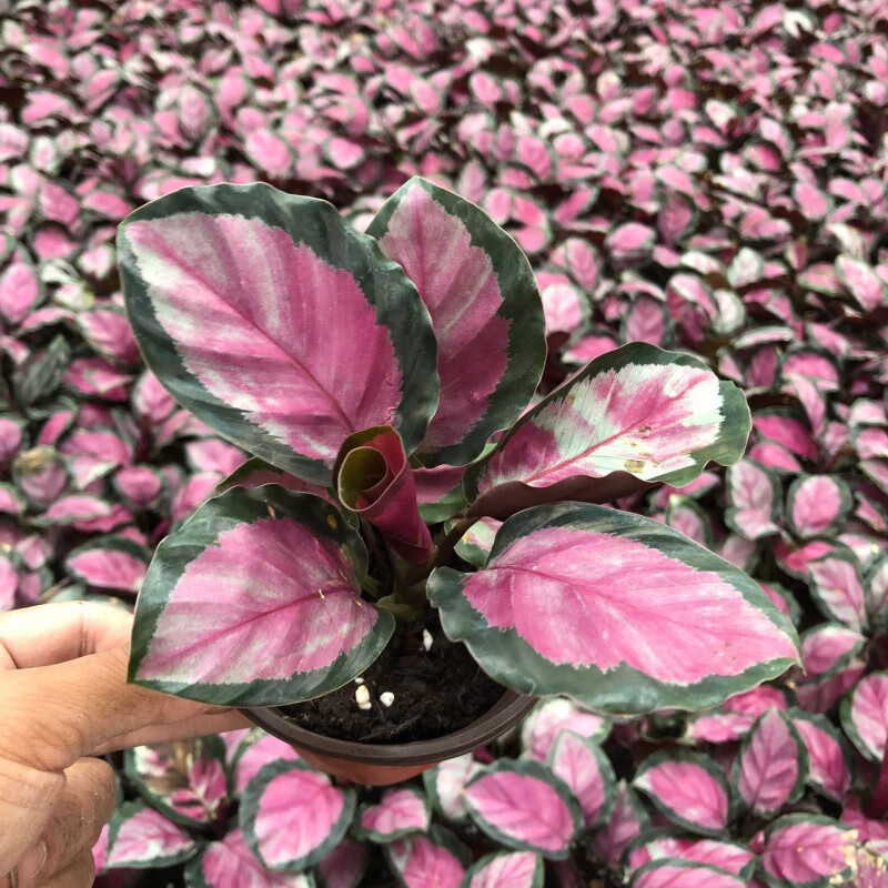 盆栽室内植物新手好养观叶绿植豹纹办公室桌面花卉 红玫瑰竹芋小盆 不