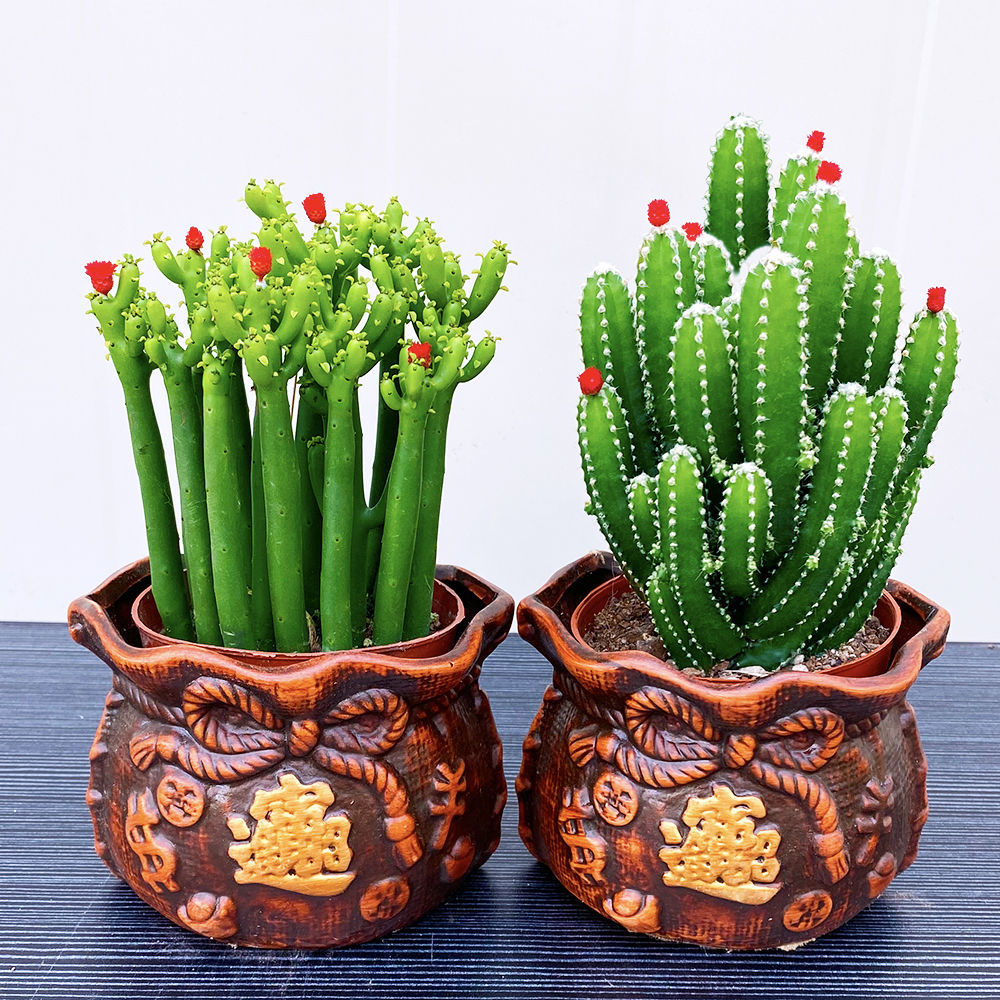 络咚棠 *轻奢招财仙人掌组合多肉植物盆栽室内绿植花卉客厅桌面好养易