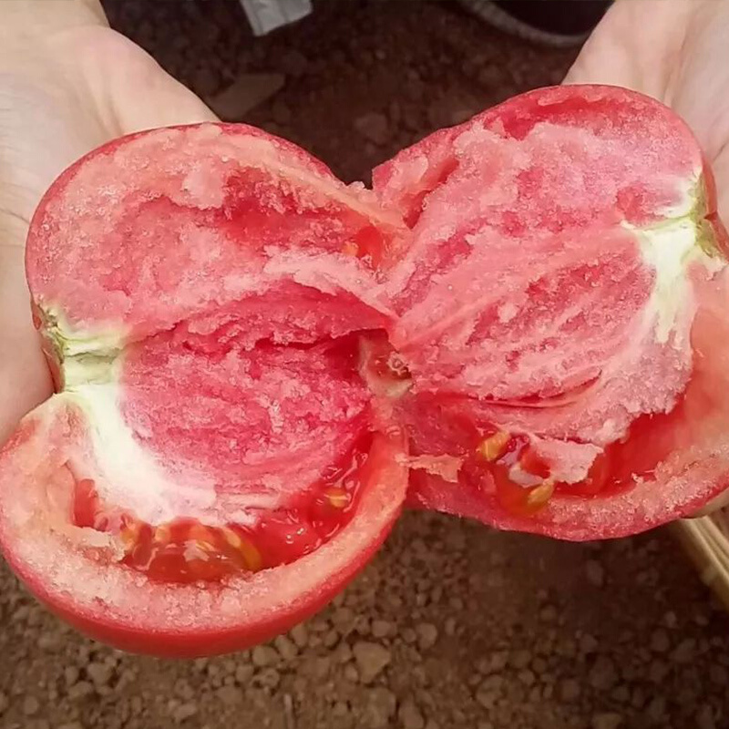 黄河畔 沙瓤西红柿番茄 果园种植自然熟 新鲜蔬菜 2.5斤装