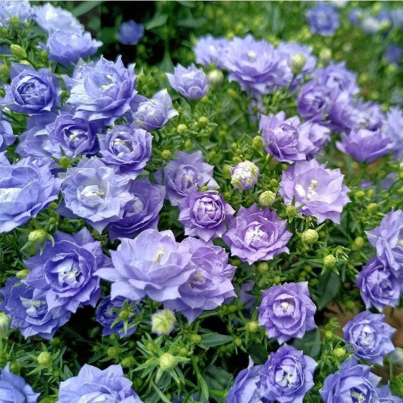 菜友重瓣风铃草重瓣风铃子室内阳台庭院四季开花鲜花 紫色梦露风铃