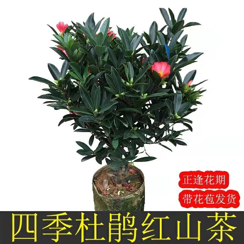 秋颖四季杜鹃山茶花盆栽带花室内客厅浓香型花卉庭院阳台可种植大绿植