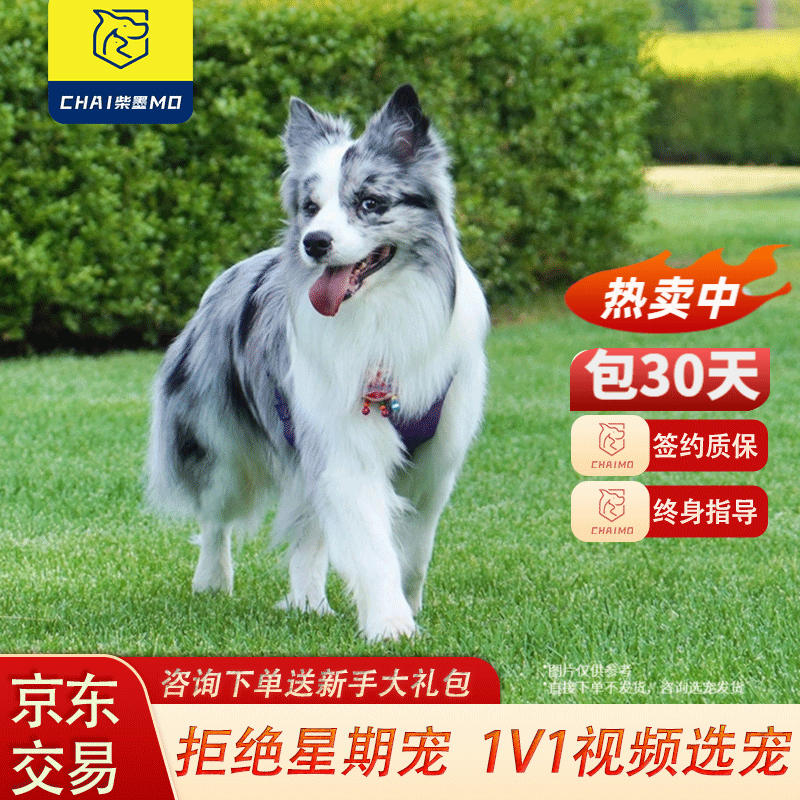 柴墨精品边牧幼犬纯种狗狗活体高智商边境牧羊犬陨石边牧大型犬幼崽 精品陨石色【宠物级】 【公母可选】属于什么档次？