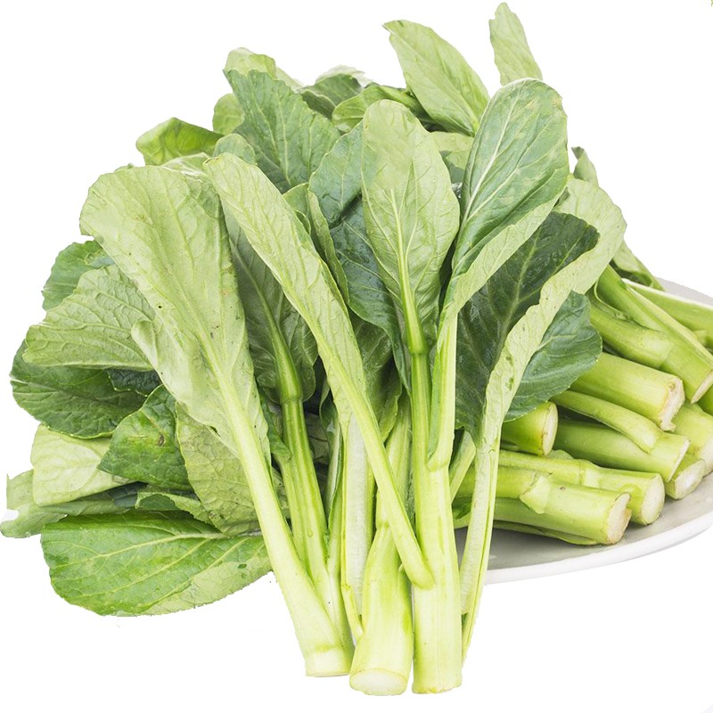 油青甜菜心种子四季蔬菜种子抗病耐热粗条菜心种籽广东高产油青菜心种