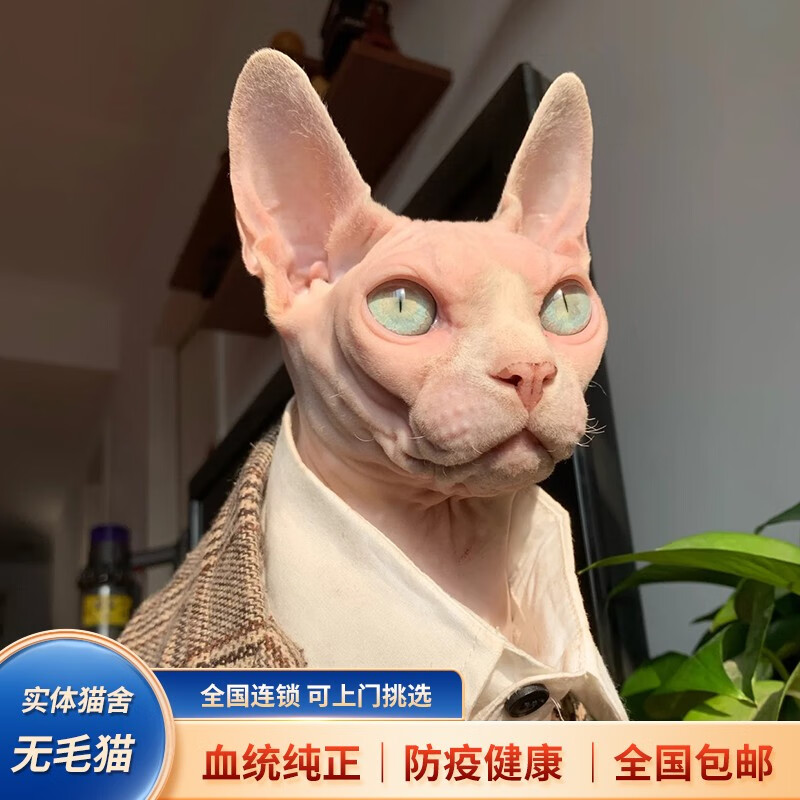 无毛】相关京东优惠商品排行榜- 价格图片品牌优惠券- 虎窝购