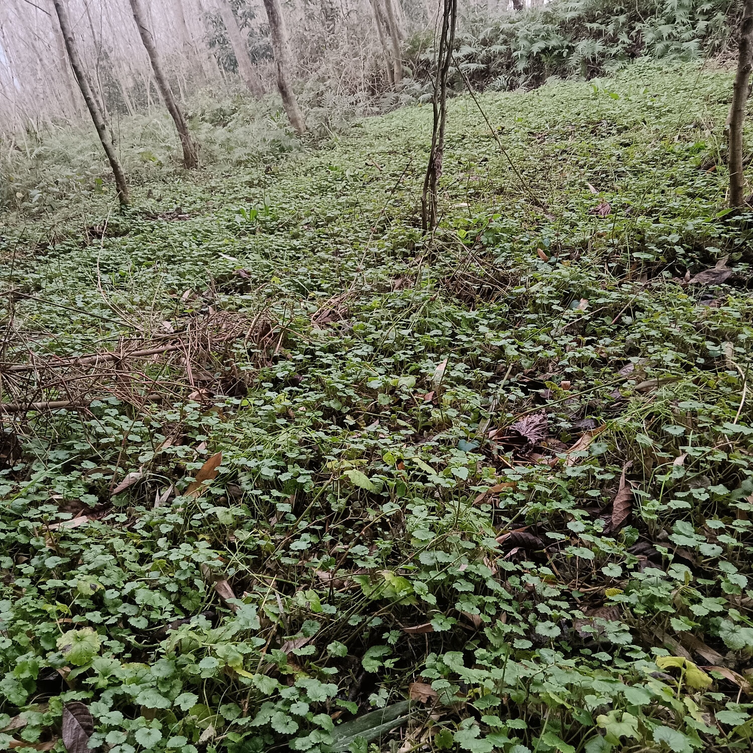 连钱草透骨消活血丹草药白透骨消大透骨消通耳草现采鲜货野生 野生种苗20株