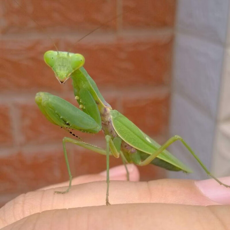 中华大刀螳螂活体宠物幽灵澳宽刺花兰花枯叶树枝芽翅短翅广斧螳螂
