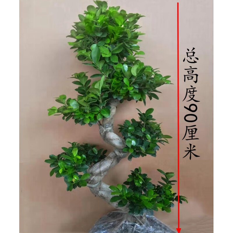 小叶榕树盆景 大型小叶榕树s造型盆景盆栽室内风吹气根客厅植物人参