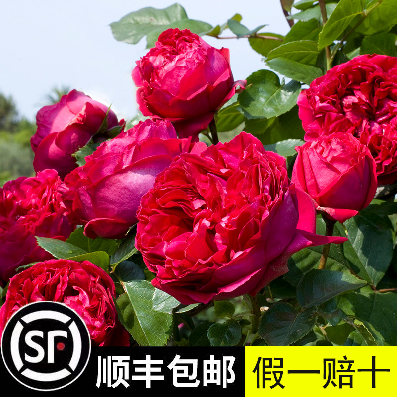 坤卉藤本月季花四季开花耐寒耐高温庭院阳台盆栽地栽南方北方爬藤植物