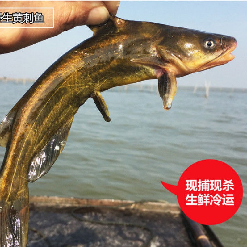 lism黄丫头昂刺鱼角针鱼昂针鱼黄骨鱼黄辣丁鱼钢针鱼汪丫鱼500g