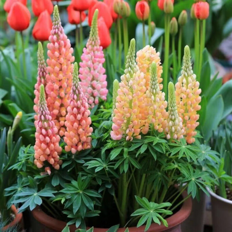 阳台庭院绿化花卉盆栽羽扇豆花 4#淡粉色鲁冰花种子 200粒 肥 生根粉