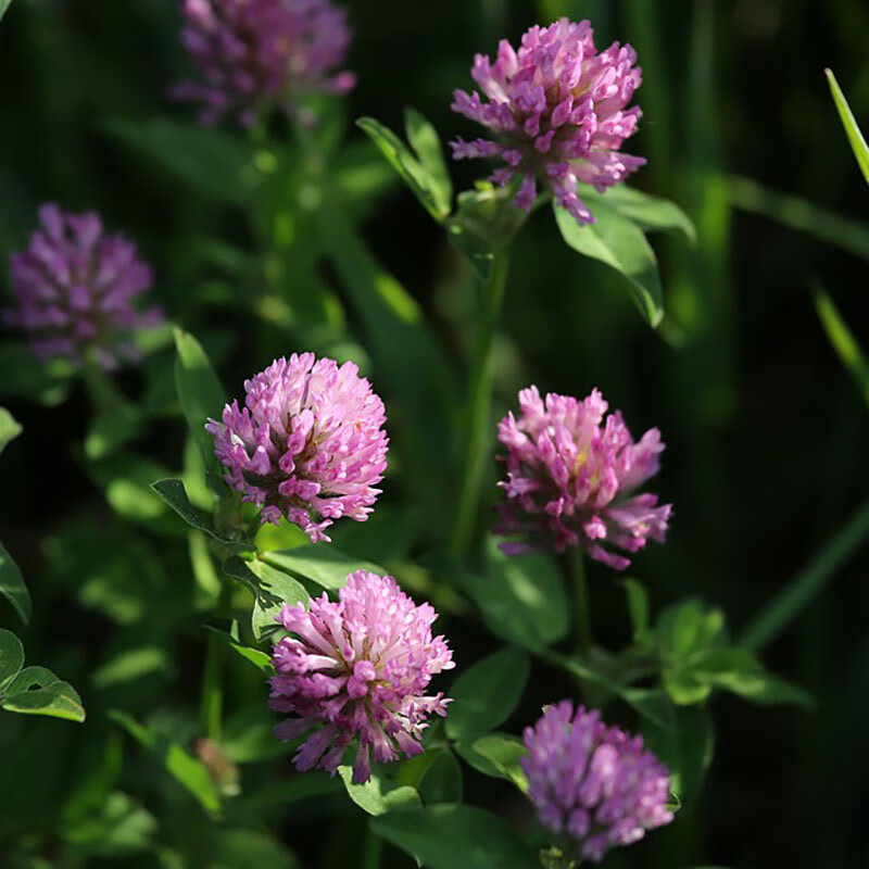 绿林花语红三叶草种子耐寒四季多年生种籽红花公园庭院小区绿化护坡