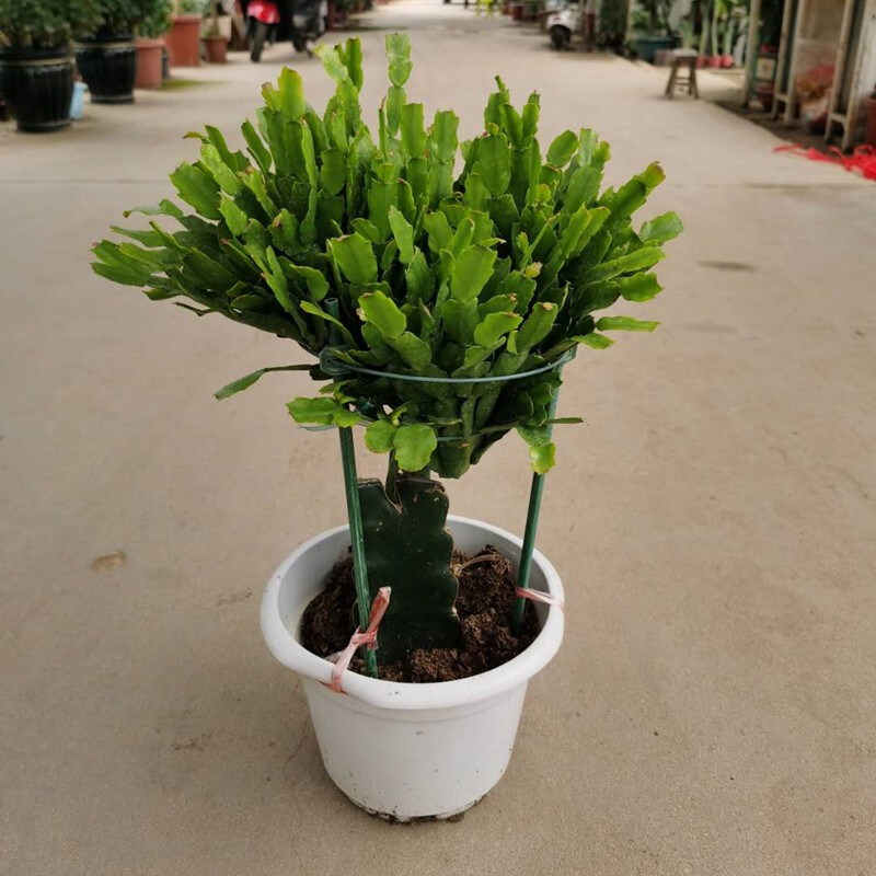 龙骨嫁接蟹爪兰盆栽 一层龙骨嫁接蟹爪兰 不含盆