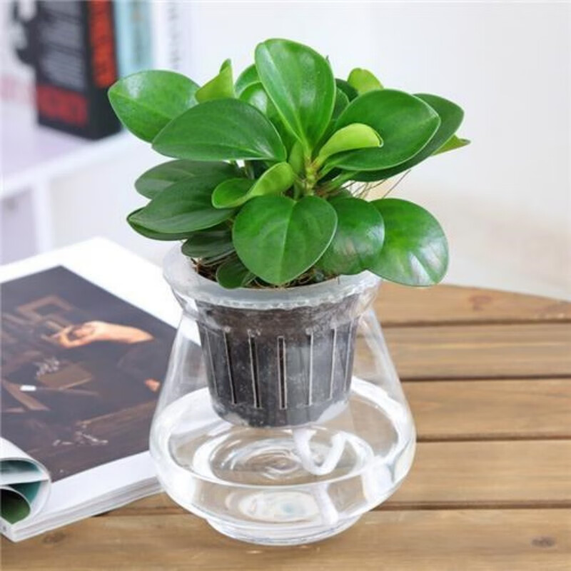 洁妍水培绿植小盆栽室内外办公室内桌面阳台客厅居家绿色植物花卉水养