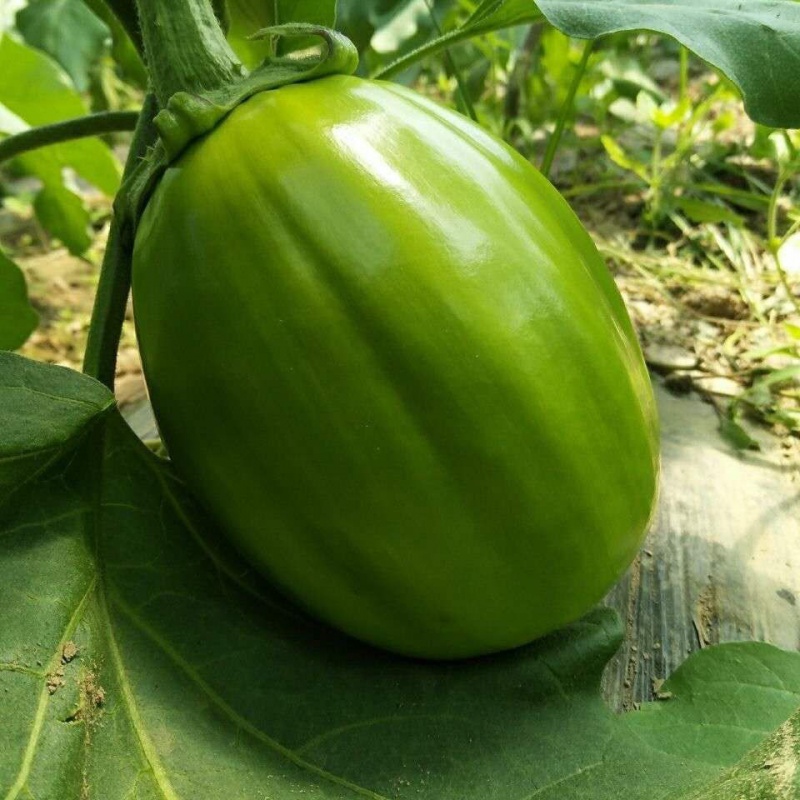 y特卖新鲜蔬菜河南青茄子圆茄子绿茄子农家自种蔬菜 两斤新鲜茄子