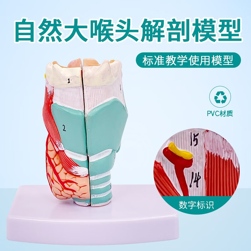自然大喉解剖标本 喉部血管甲状腺 喉结喉头喉咙声带喉部结构模具咽喉