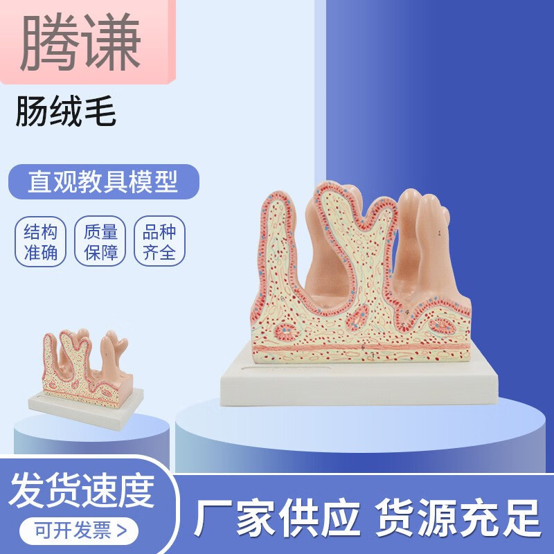 肠绒毛放大模型 大肠模型 人体医学模型 人体器官解剖 体器官解剖