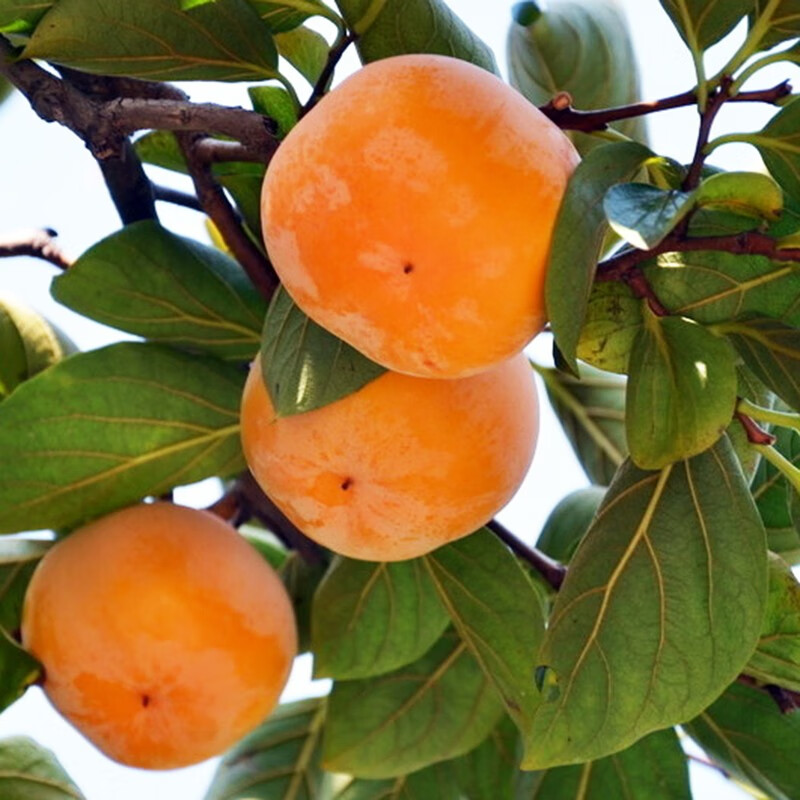 柿子树苗 嫁接柿子苗南方北方种植盆栽地栽当年结果 镜面柿 4年苗