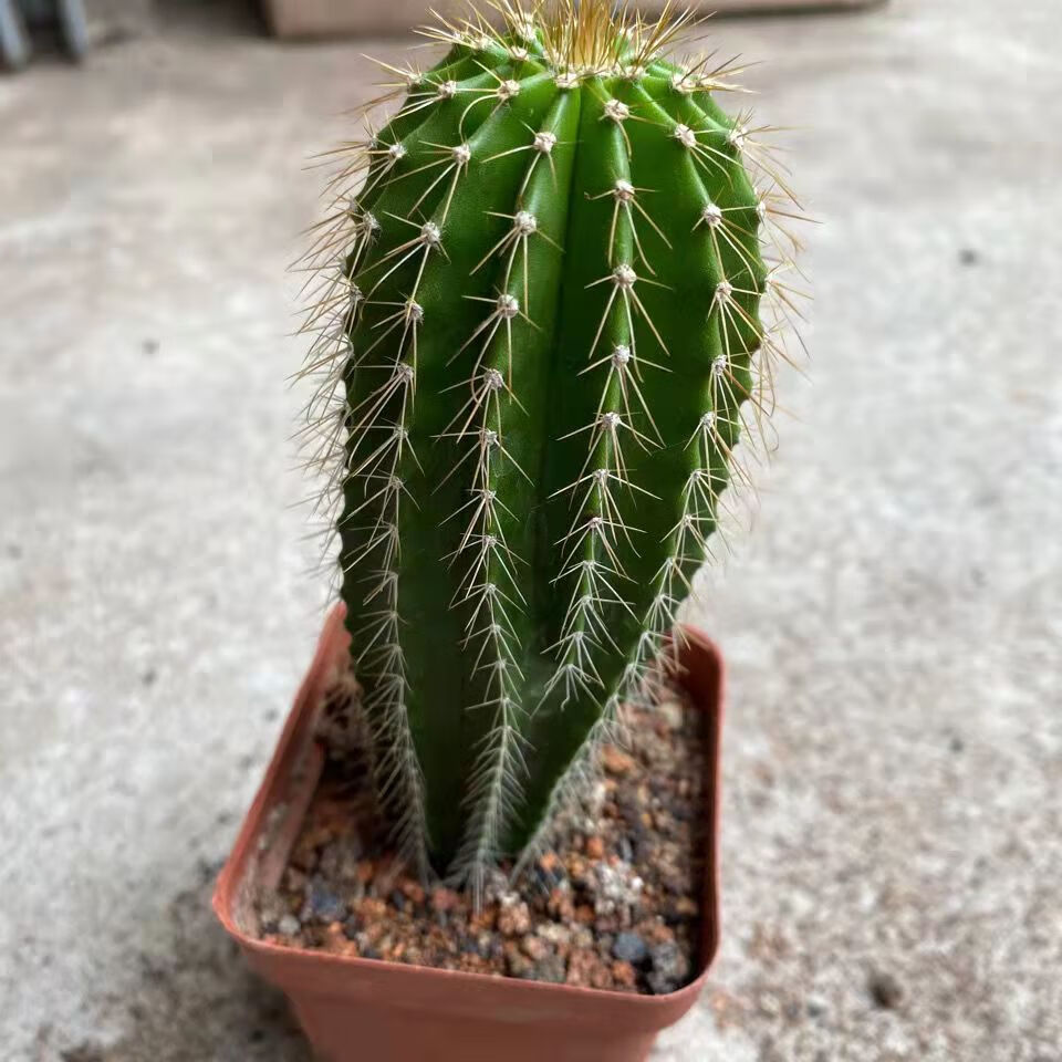 超大仙人柱大凤龙招财仙人掌阳台盆栽观赏防辐射大型仙人球 大风龙高7