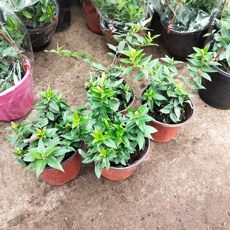 中梦 藤茉莉盆栽室内浓香花卉四季常绿冬季开花耐寒爬藤蔓植物 法国