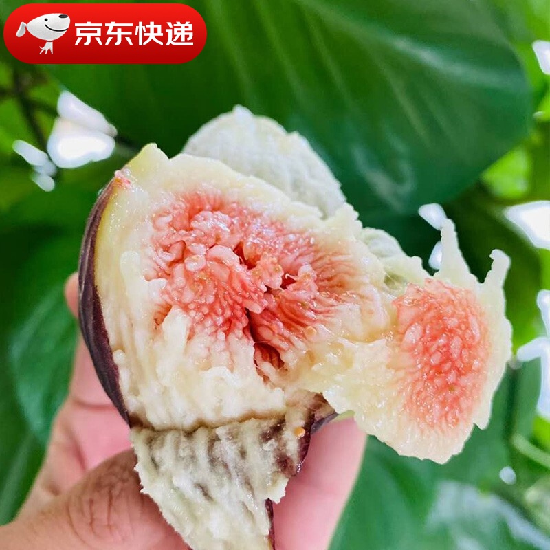 云南无花果新鲜现发紫皮红皮3 /5斤无花果农家水果过节送礼 3斤
