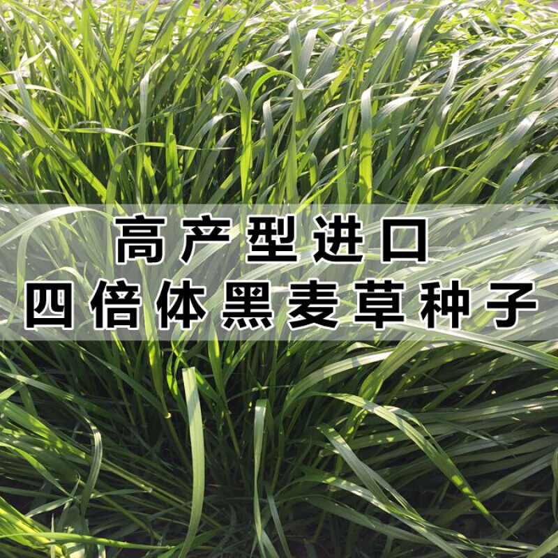 萌蕴(mengyun)农民老 甜象草种子多年生四季高产牧草种子畜牧养殖牛羊